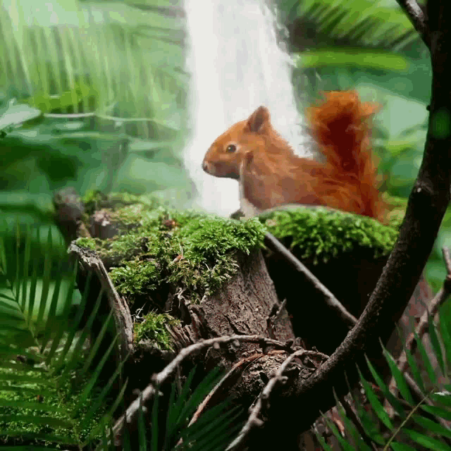 Squirrel Rodent Gif GIF
