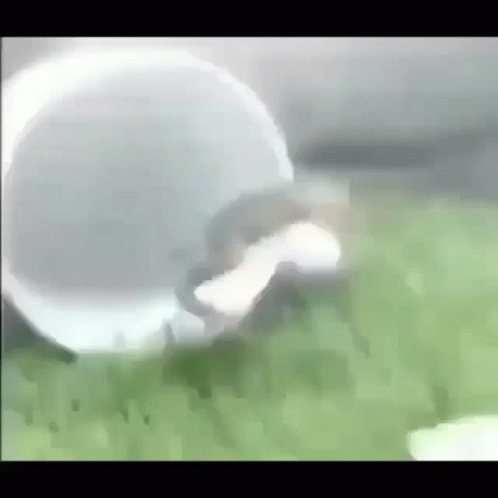 Squirrel Rolling in Grass With White Ball