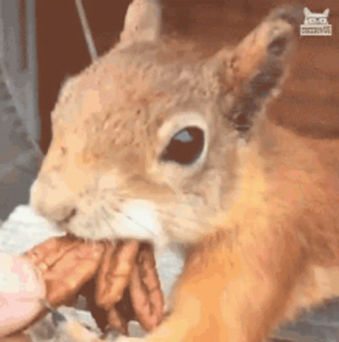 Squirrel's Mouth Full Of Nuts GIF