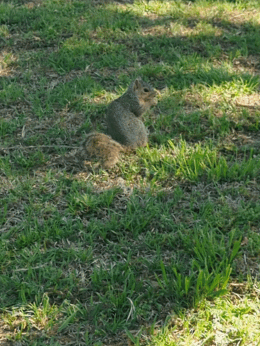 Squirrel Sitting in Grass Looking at Camera