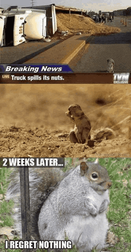 Squirrel Sitting Next to Breaking News