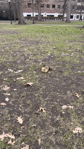 Squirrel Sitting on Ground in Park With Leaves