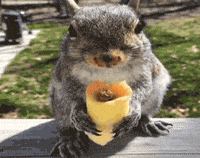 Squirrel Sitting on Ledge Eating Food Cone