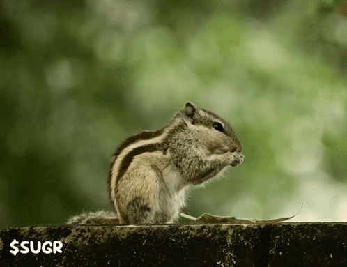 Squirrel Sitting on Ledge With Green Background $ Sugr