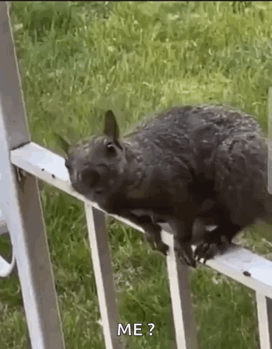 Squirrel Sitting On Metal Railing GIF