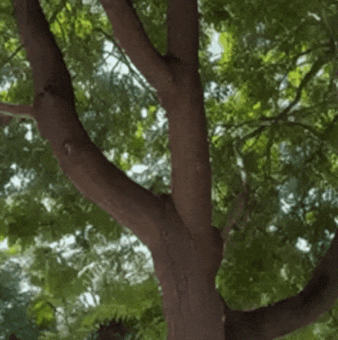 Squirrel Sitting on Tree Branch Eating Nuts
