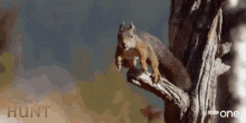 Squirrel Sitting on Tree Branch Saying Hunt