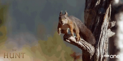 Squirrel Sitting on Tree Branch Saying Hunt