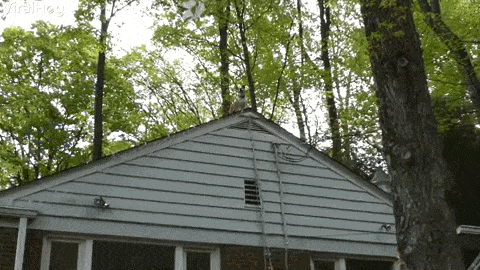 Squirrel Sitting On White House GIF