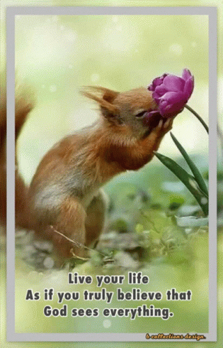 Squirrel Smelling Flower Quote About God GIF