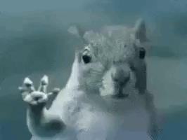 Squirrel Standing at Glass Door Waving