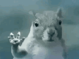 Squirrel Standing at Glass Door With Paws Up