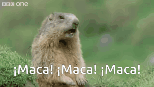 Squirrel Standing in Grass Says Maca