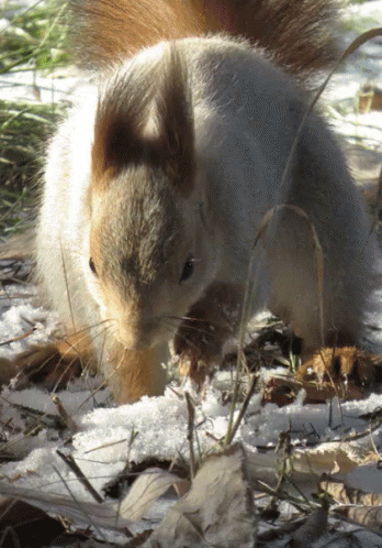 Squirrel Standing in Snow Looking at Something