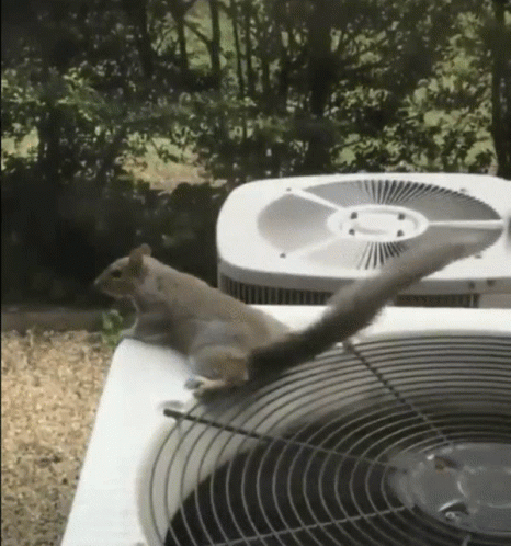 Squirrel Standing on Air Conditioner With Tail Hanging Over