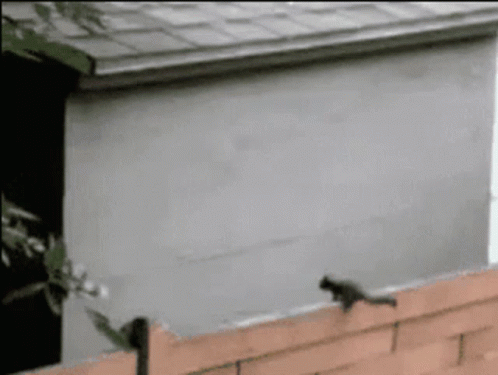 Squirrel Standing on Brick Wall Next to Building