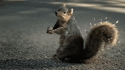 Squirrel Standing on Hind Legs Holding Nut