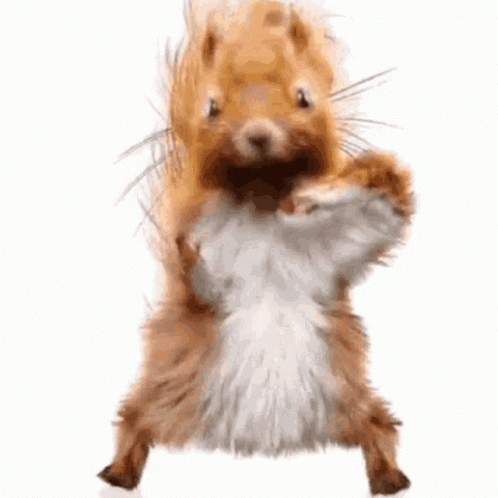 Squirrel Standing On Hind Legs Looking At Camera GIF