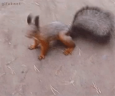 Squirrel Standing on Hind Legs on Dirt