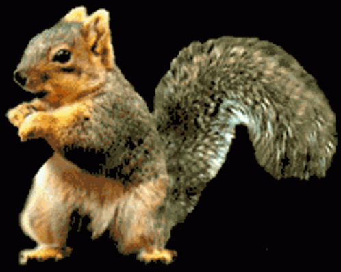 Squirrel Standing on Hind Legs