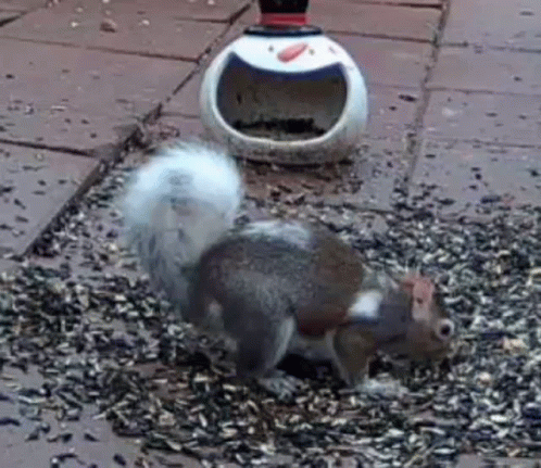 Squirrel Standing on Pile of Seeds Next to Bird Feeder