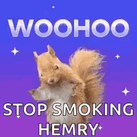 Squirrel Standing On Purple Background Woohoo Stop Smoking Henry GIF