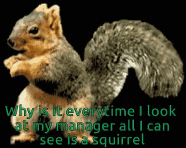 Squirrel Why Is It Gif GIF