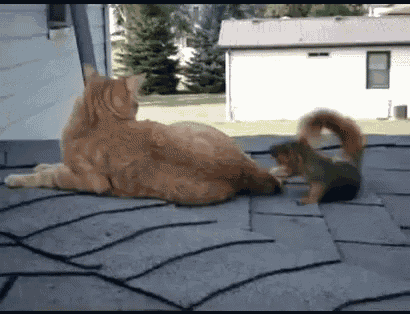 Squirrel With Cat GIF