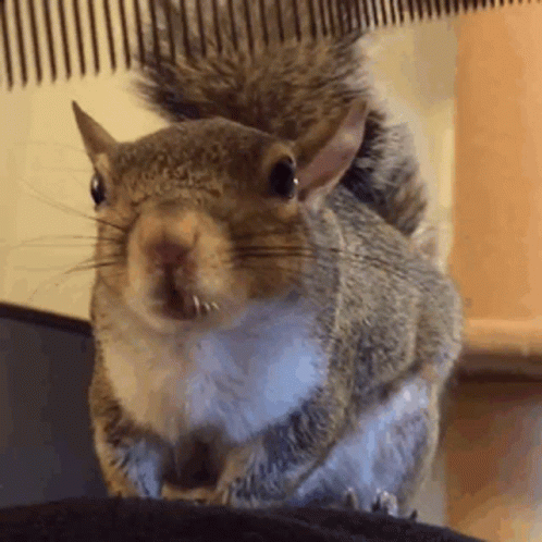 Squirrel With Comb in Mouth