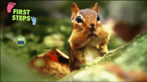 Squirrel with First Steps