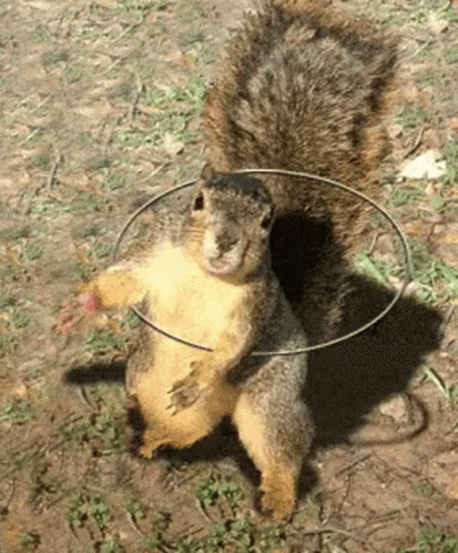Squirrel with Hoop Around Neck