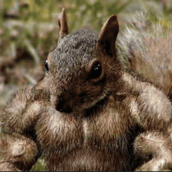 Squirrel With Muscular Arms