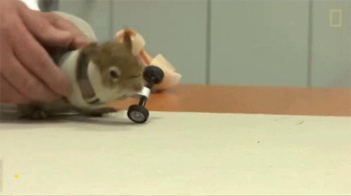 Squirrel With Wheels on Legs