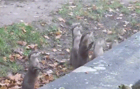 Squirrels Pizza Food GIF