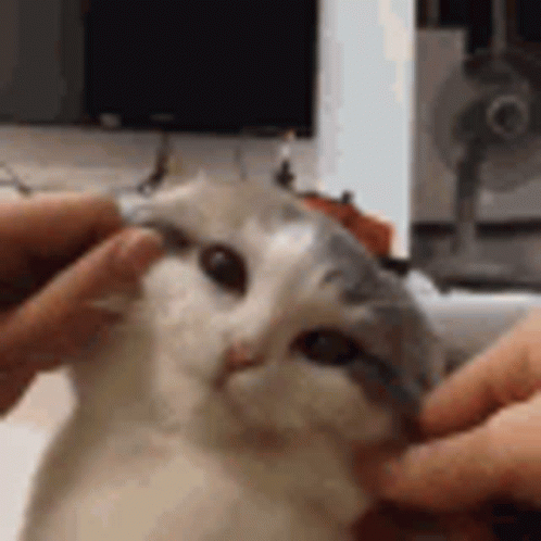 Squish Cat Cheeks GIF