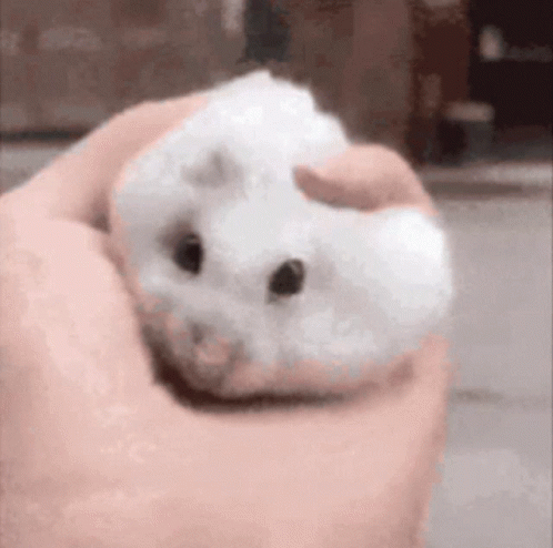 Squish Cute Mouse GIF