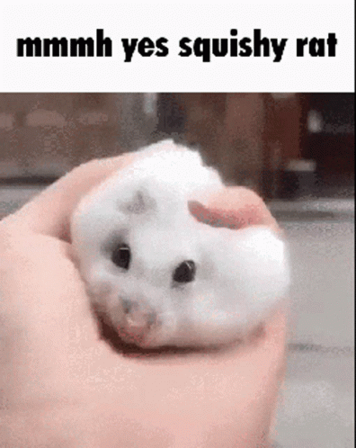 Squishing The White Little Rat Meme GIF