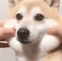 Squishy Dog Face Pulls GIF