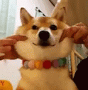 Squishy Shiba Inu Face Pulls GIF