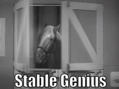 Stable Genius Horse Photo