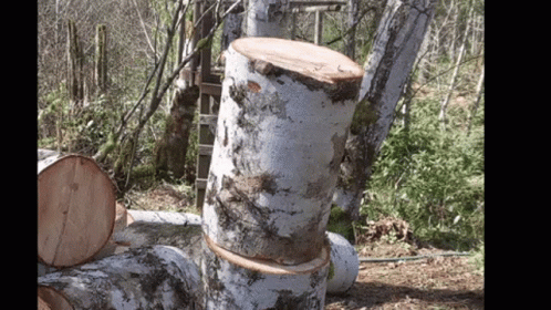 Stacked Logs in Woods