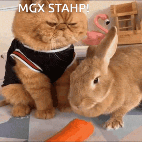 Stahp Bunny And Ginger Cat Tandem GIF