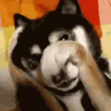 Stahp Cute Shy Shiba Inu GIF