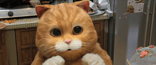 Stahp Shy Animated Ginger Cat GIF