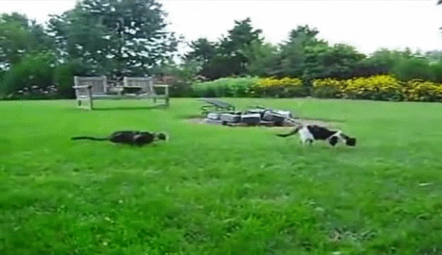 Stalker Stalker Attack Funny GIF