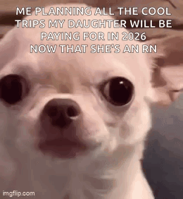 Stan Twt Evil Chihuahua GIF