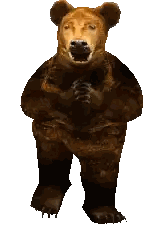 Standing Brown Bear Looking