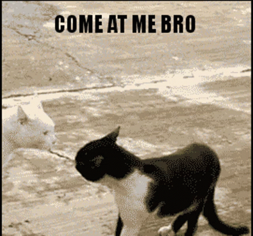 Standing Cat Come At Me Bro GIF
