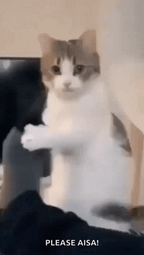 Standing Cat Looking At Something GIF