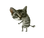 Standing Cat Looking Up